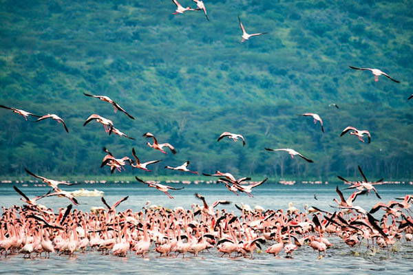Lake Nakuru Day Trip
